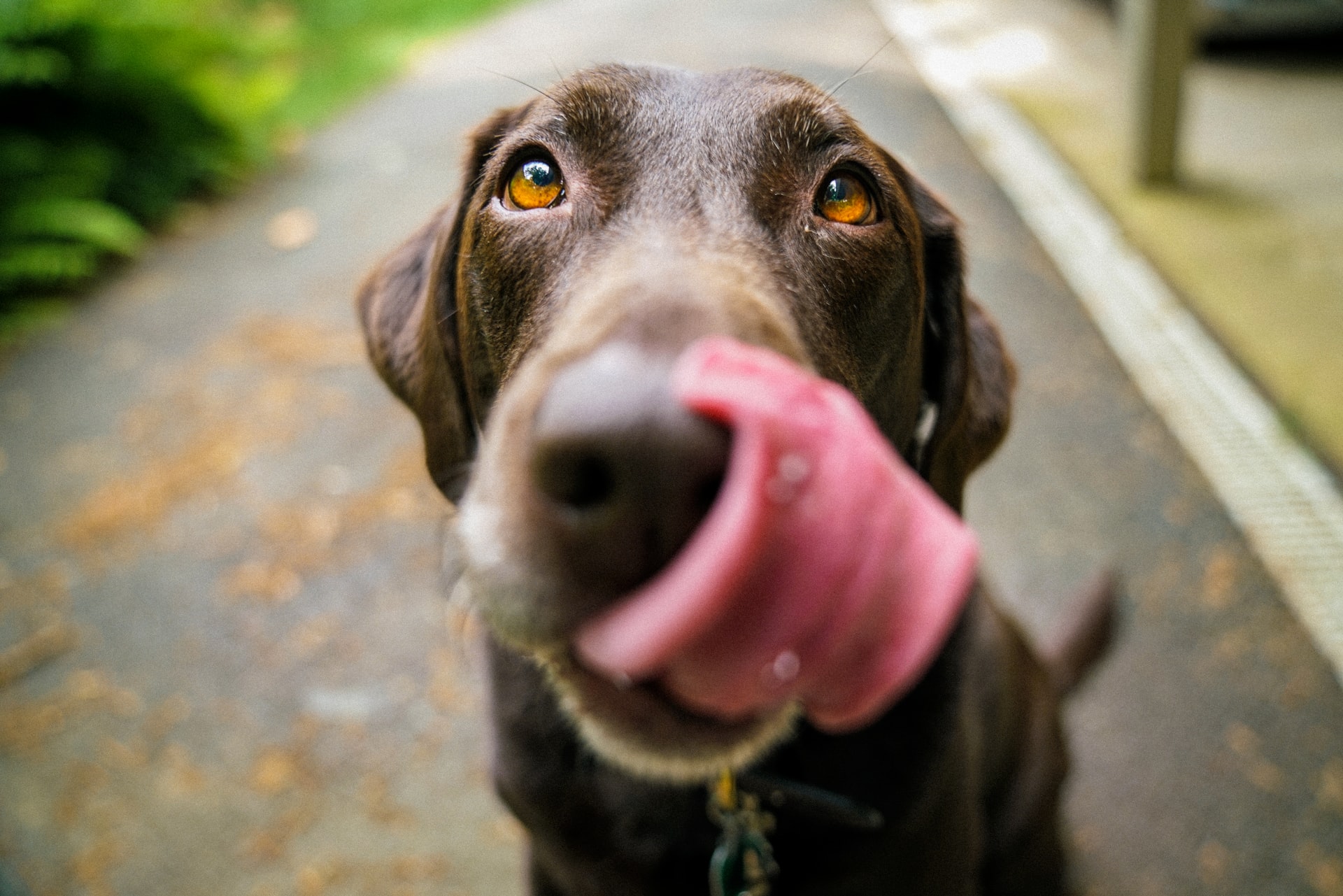 Tips on How to Keep Your Dog Healthy and Happy post thumbnail image