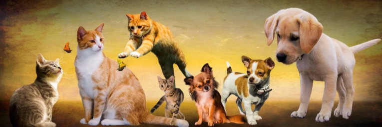 First Aid Tips for Your Injured Dog post thumbnail image